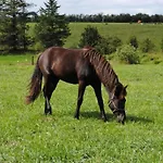 Idyllic Countryside Farm With Horseback Riding Casa vacanze