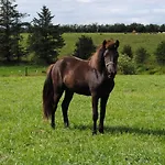 Idyllic Countryside Farm With Horseback Riding Casa vacanze Nibe