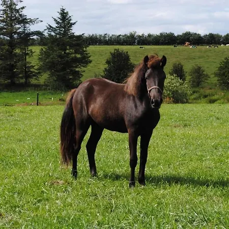 Idyllic Countryside Farm With Horseback Riding Prázdninový dům Nibe